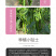 中科茂华蔬菜种子茂华天椒Z4辣椒种子