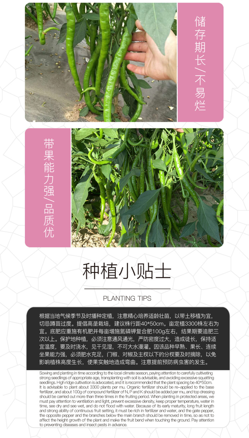 中科茂华蔬菜种子茂华天椒Z4辣椒种子