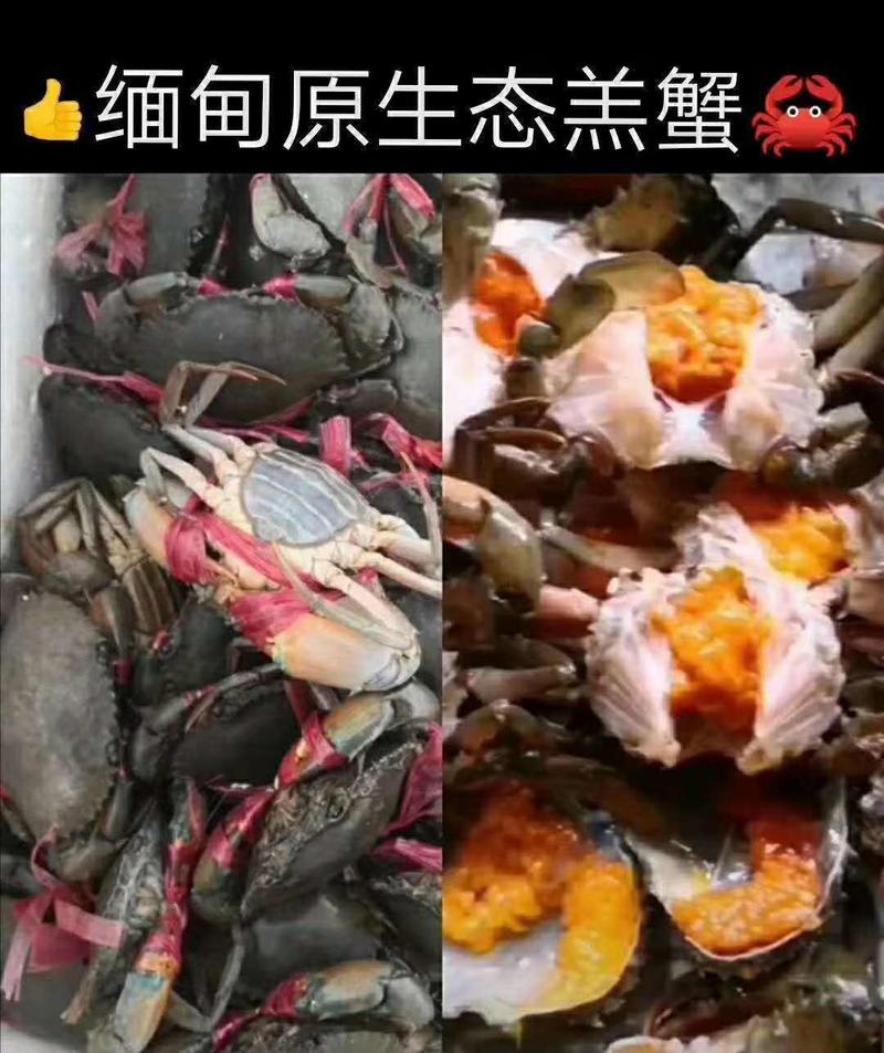 新鲜纯蟹黄速冻现拆蟹黄酱秃黄油蟹粉蟹膏蟹黄包蟹黄青蟹