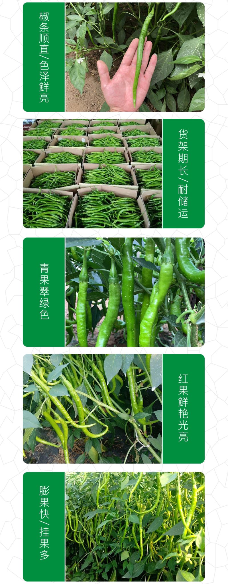 中科茂华蔬菜种子香辣三号线椒种子杂交一代浅绿色条椒