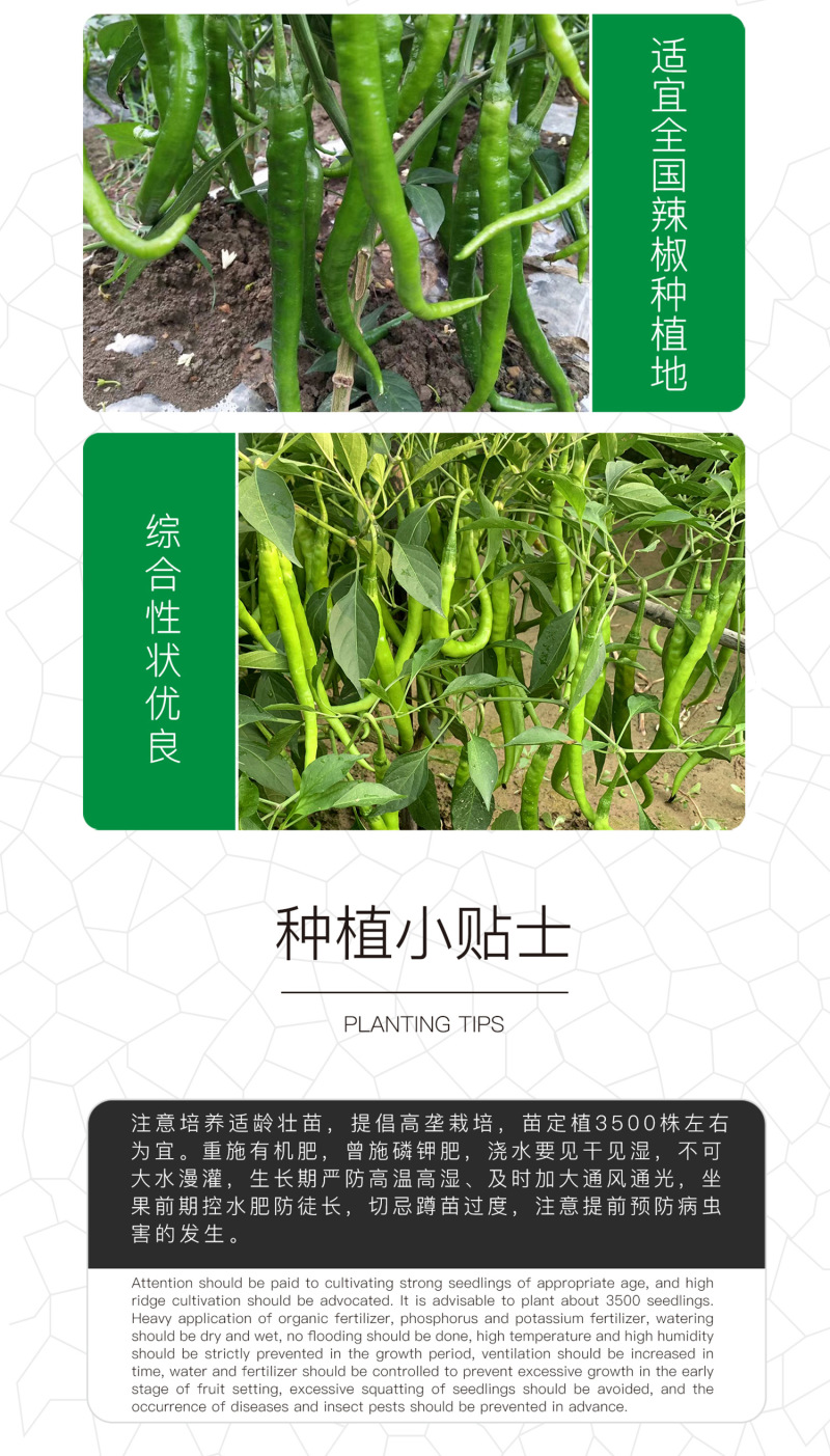 中科茂华蔬菜种子香辣三号线椒种子杂交一代浅绿色条椒