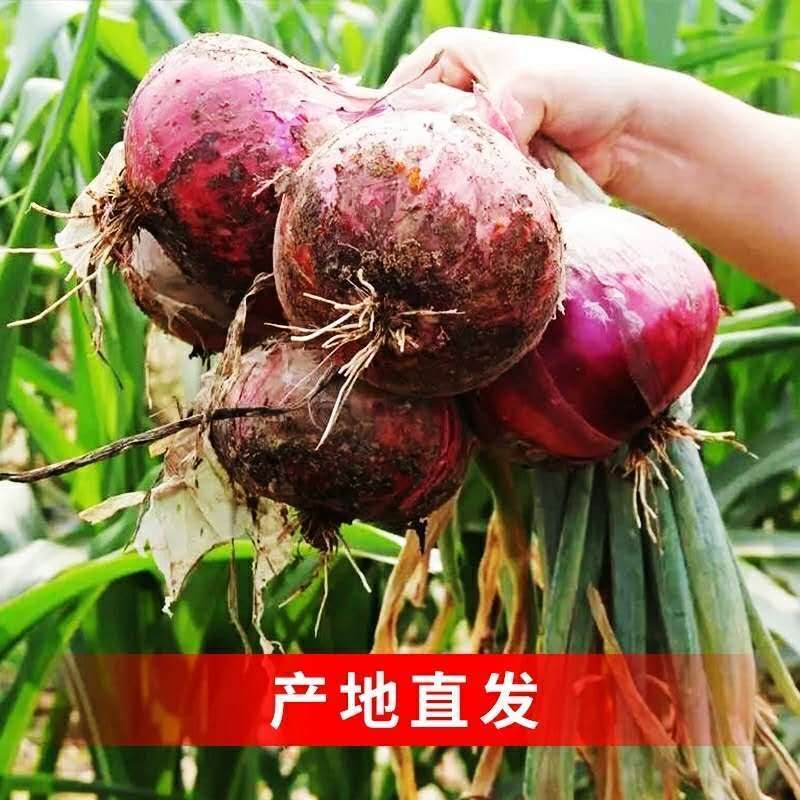 紫皮红皮洋葱，产地直销，量大从优，代购代存代发一条龙服务