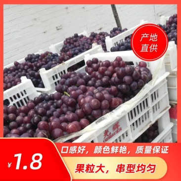 红无核葡萄皮薄肉厚甜度高直供商超市场赶集夜市邯郸基地直供