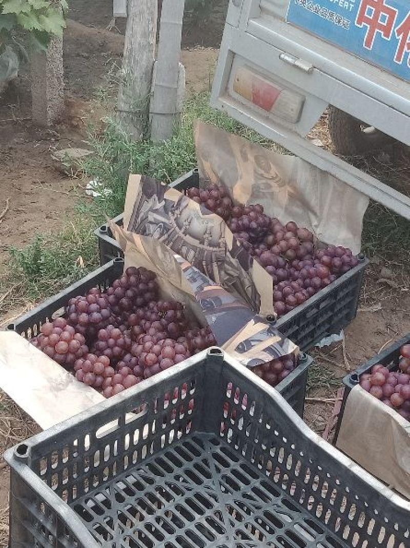 红无核葡萄皮薄肉厚甜度高直供商超市场赶集夜市邯郸基地直供