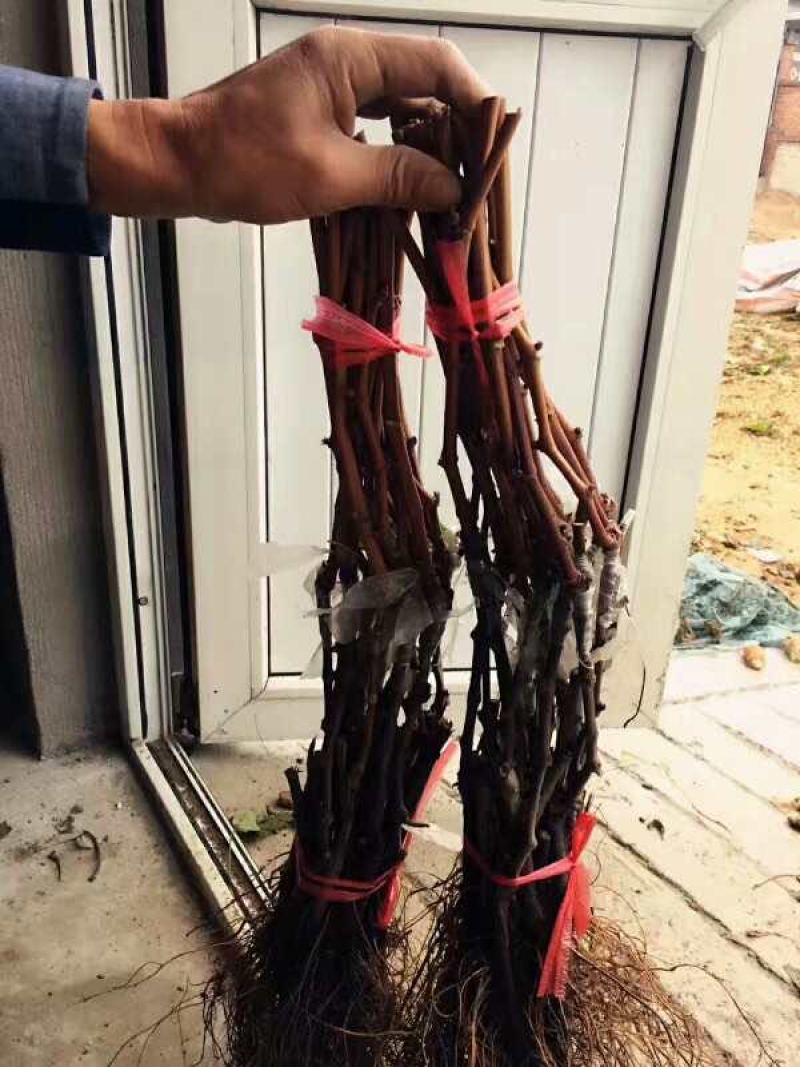 甬优一号葡萄苗嫁接扦插葡萄树苗藤稔芽变葡萄南方北方
