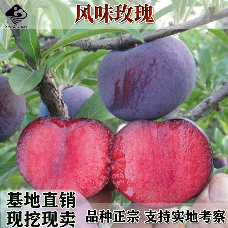 五月脆早熟一点红凤凰李四川特大当年嫁接脱骨脆李子树苗