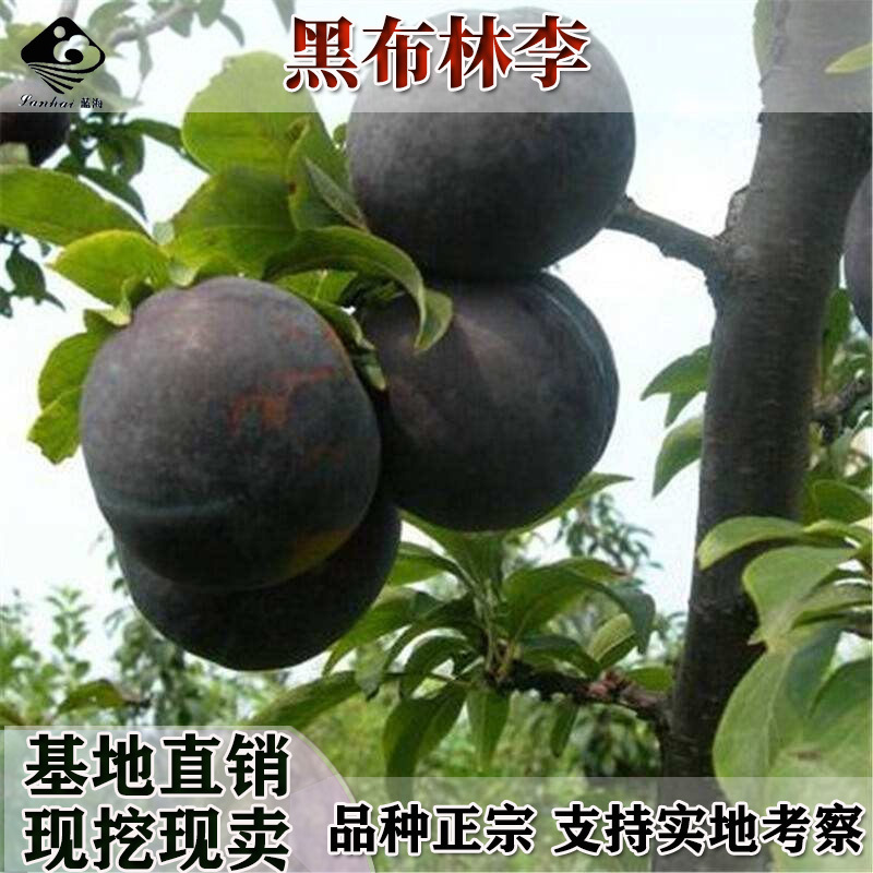 李子树苗嫁接特大蜂糖李晚熟四川脱骨青脆李南北方种果树苗