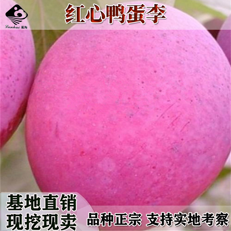 新品种红西梅李子树苗蓝西梅黄西梅嫁接李子果树苗青脆李苗