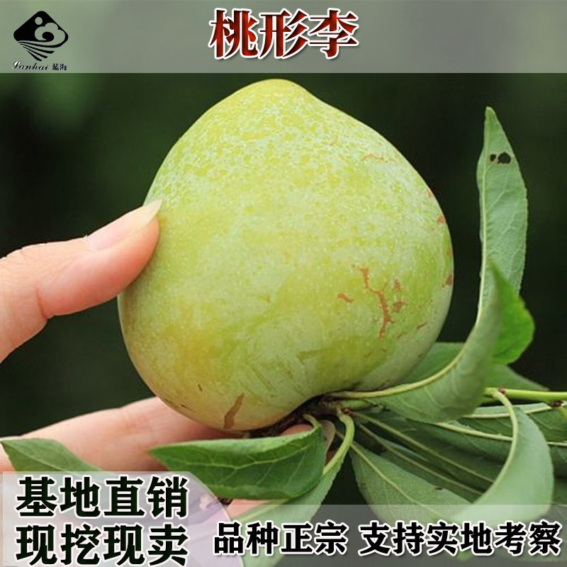 新品种红西梅李子树苗蓝西梅黄西梅嫁接李子果树苗青脆李苗