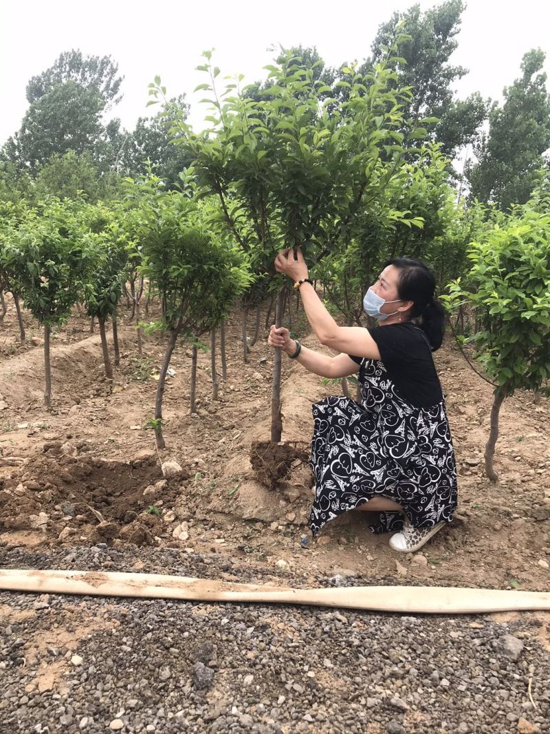 新品种红西梅李子树苗蓝西梅黄西梅嫁接李子果树苗青脆李苗