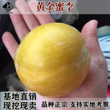 嫁接李子苗黄金李黄金蜜李子树苗当年结果南方北方种植李子苗