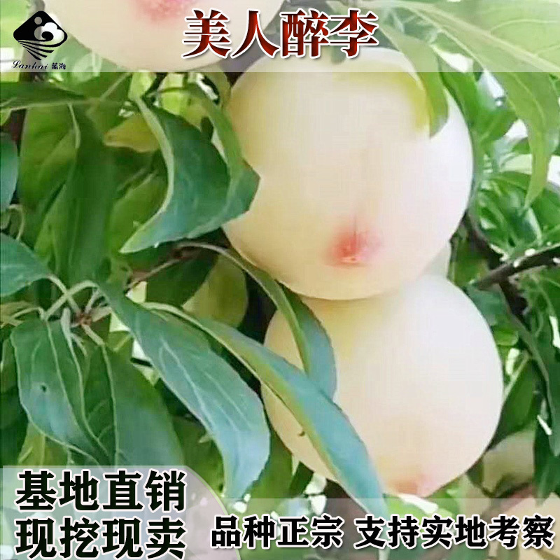 黄金奈李子南方李子果树苗嫁接李子树苗地栽果树苗
