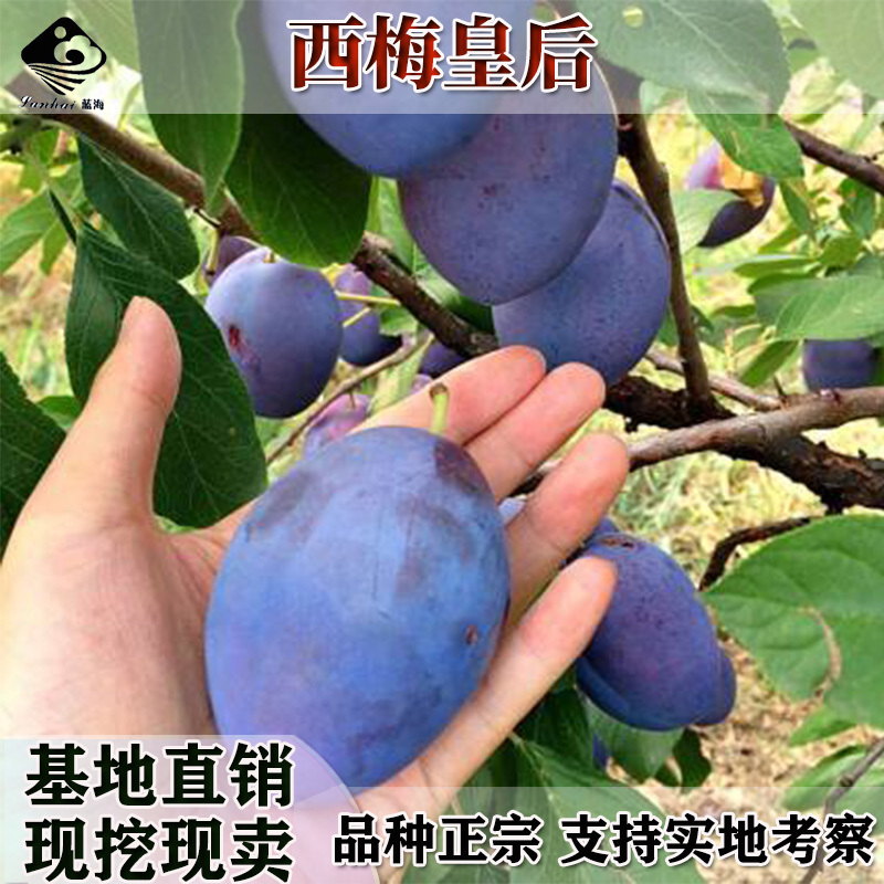 黄金奈李子南方李子果树苗嫁接李子树苗地栽果树苗
