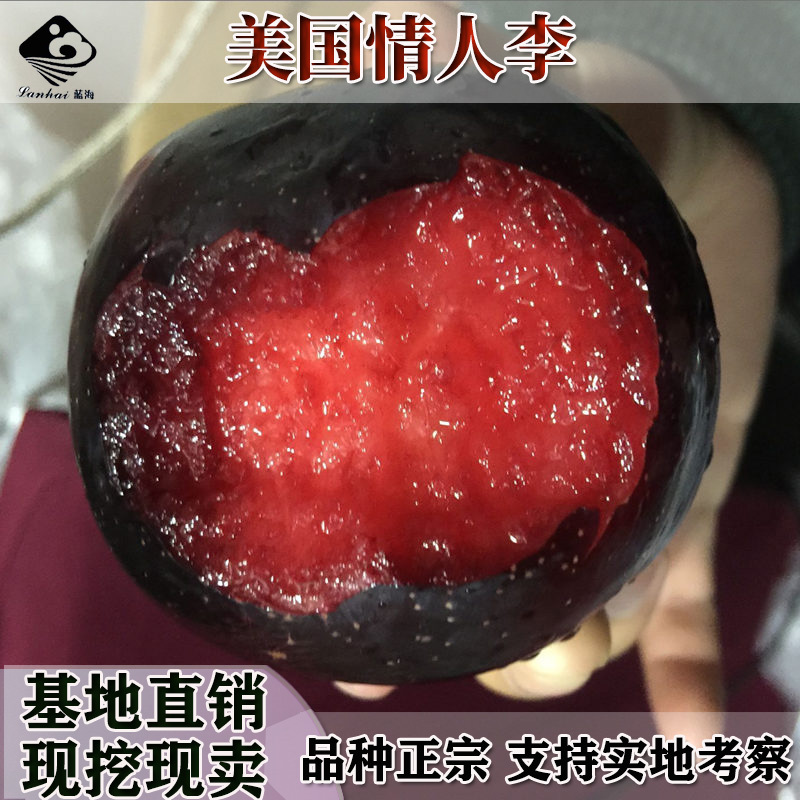 新品种美国黄金西梅树苗嫁接西梅苗李子树苗耐寒易活