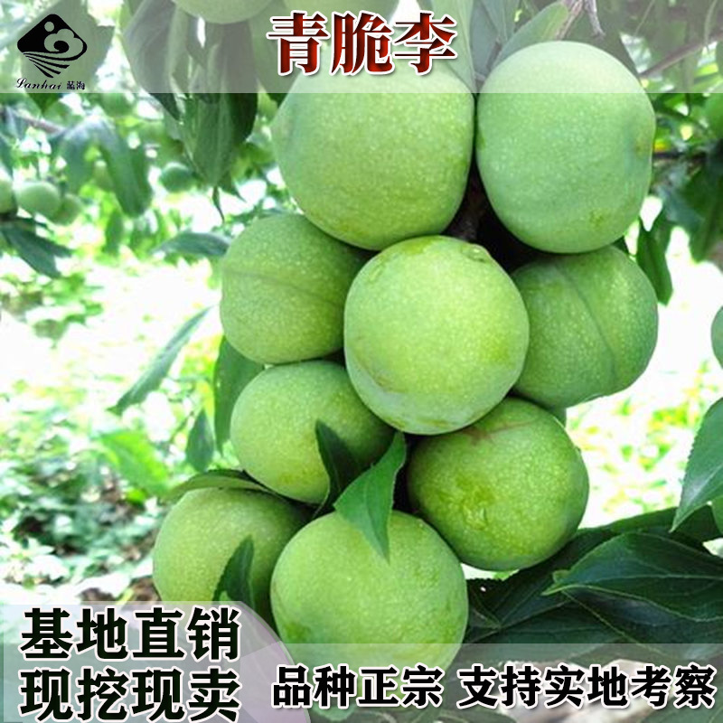 新品种美国黄金西梅树苗嫁接西梅苗李子树苗耐寒易活