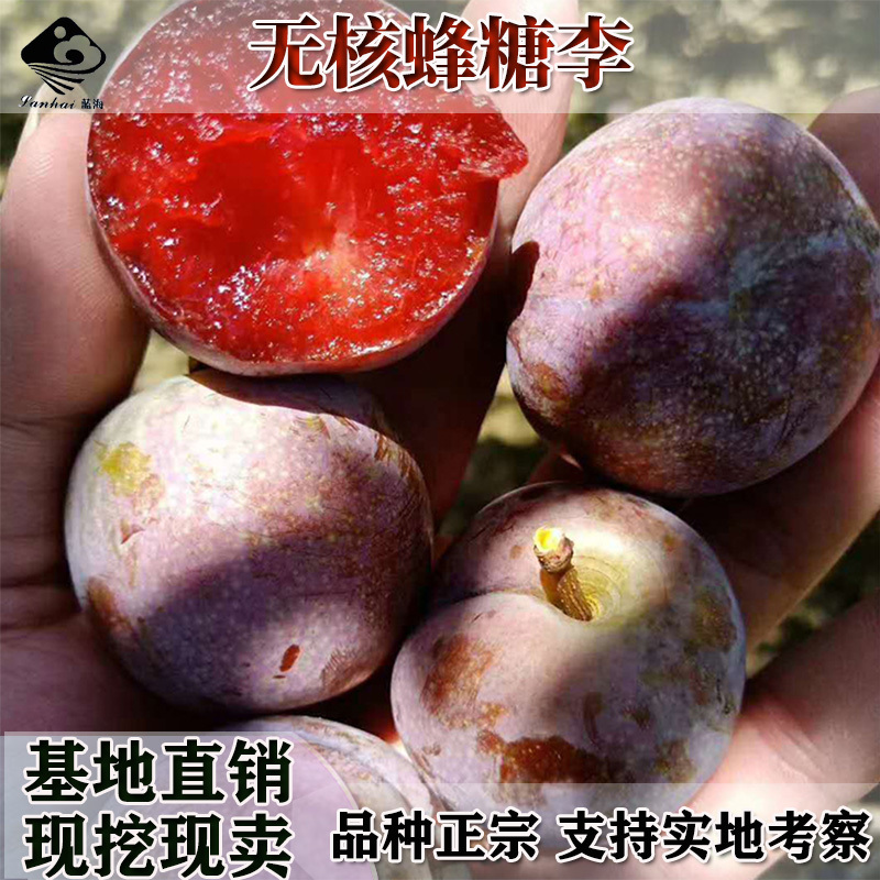 美国大黑李嫁接苗巨王黑李苗巨型李子黑巨王李子树苗包邮