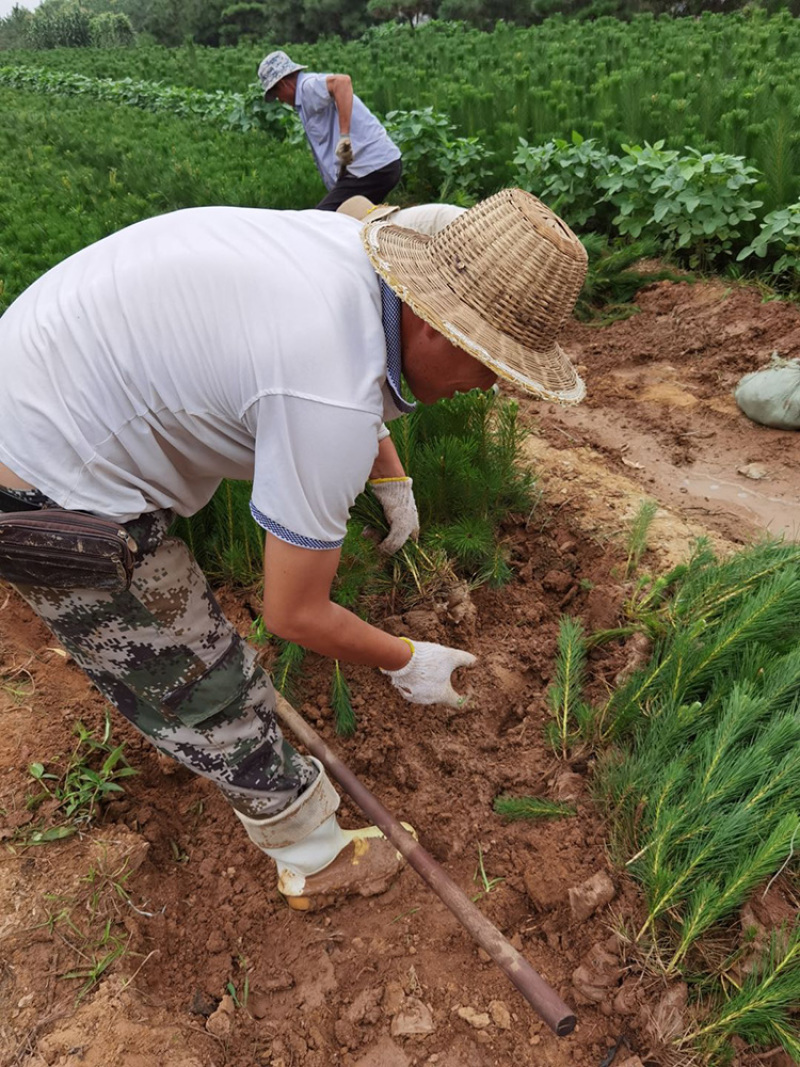 黑松小苗，山东黑松苗大量供应，全国可发货