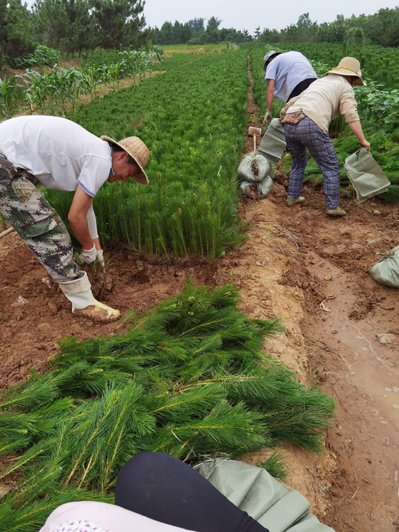 黑松小苗，山东黑松苗大量供应，全国可发货