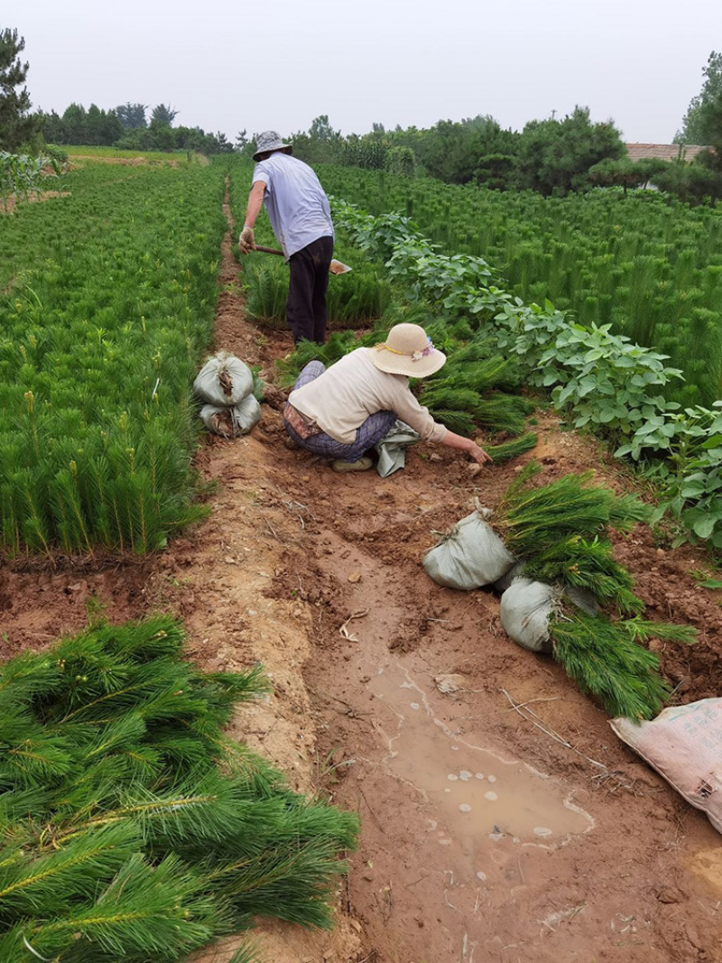 黑松小苗，山东黑松苗大量供应，全国可发货