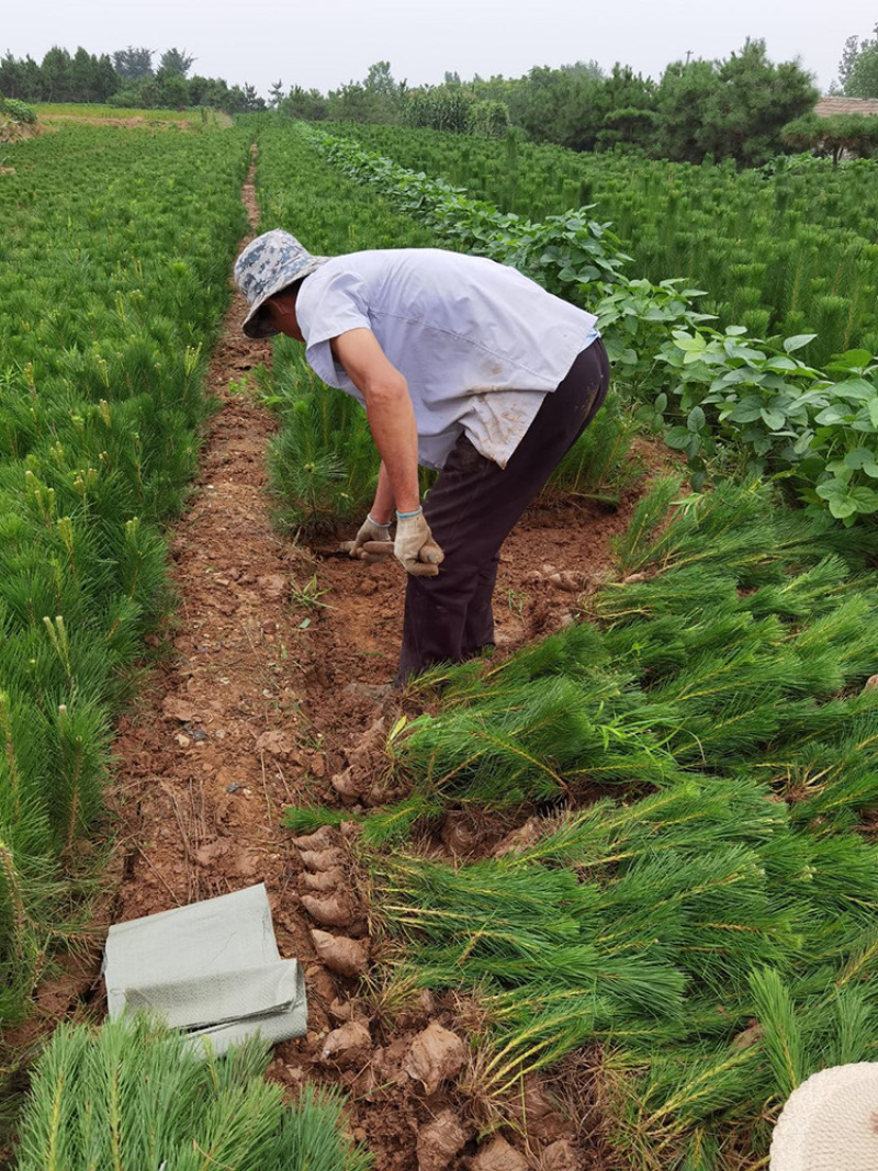 黑松小苗，山东黑松苗大量供应，全国可发货