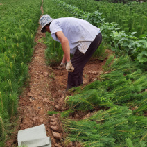 20－50公分黑松苗，莒南黑松小苗大量低价急售