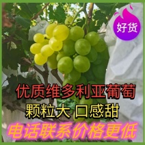 维多利亚葡萄大量供应加工厂原料（果汁厂，罐头厂）