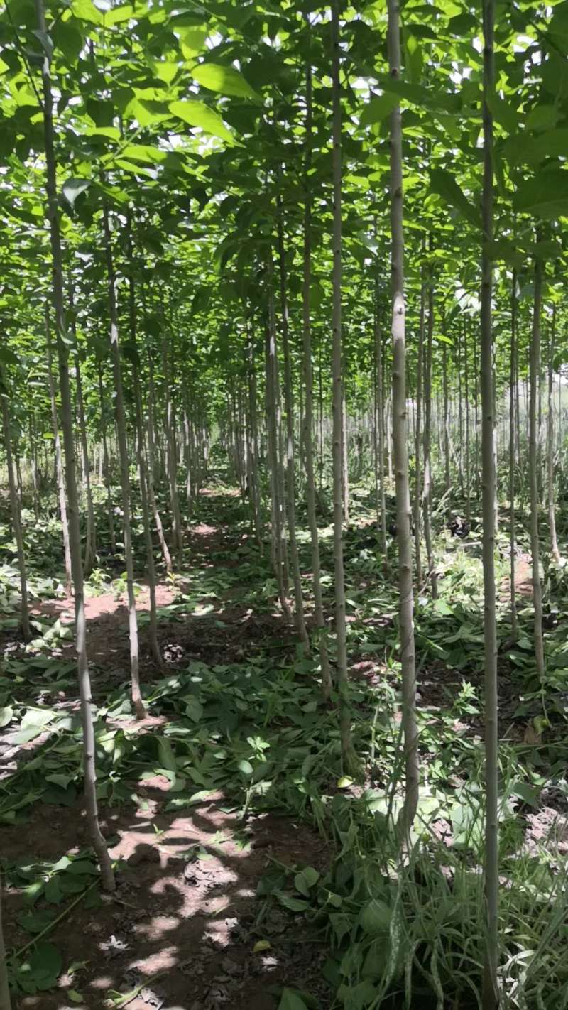 杜仲苗80公分以上品种齐全基地直发提供技术支持
