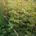 花椒苗50~80cm规格齐全基地批发直供