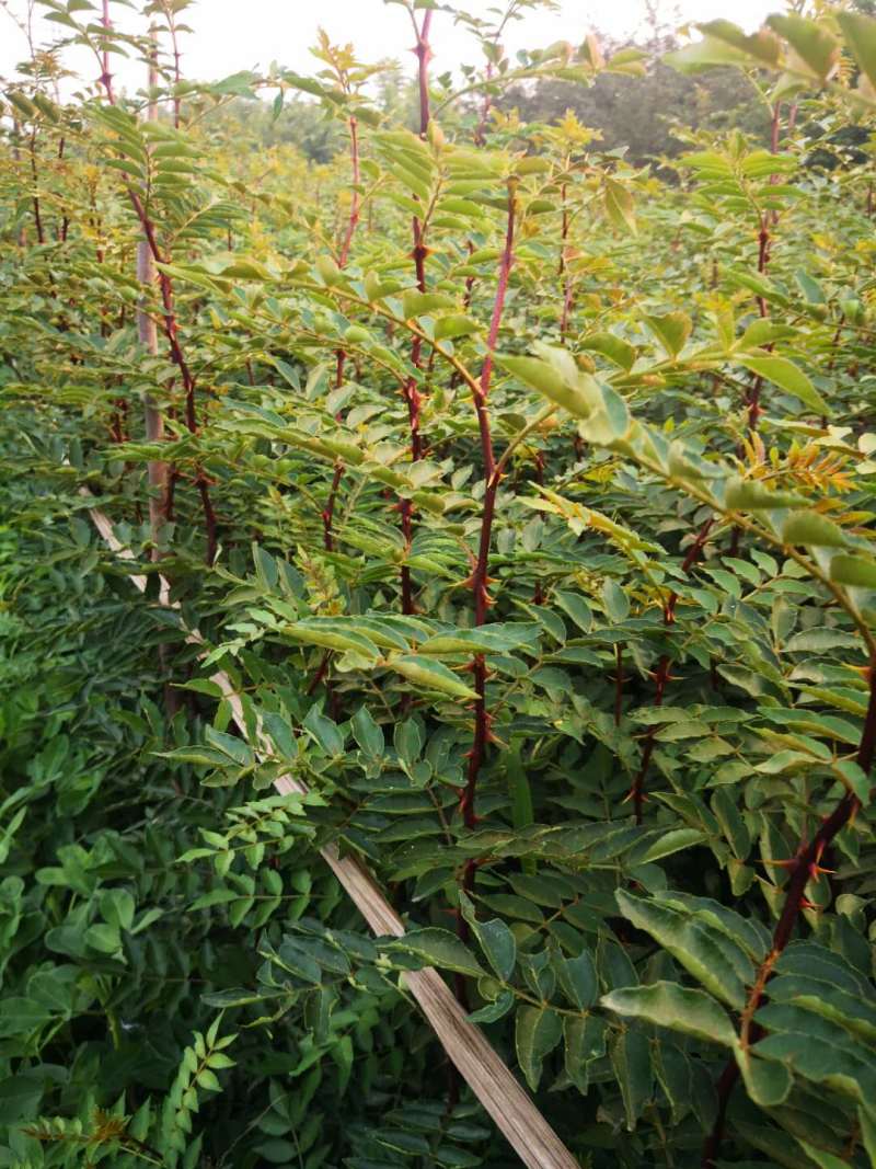花椒苗50~80cm规格齐全基地批发直供