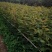 花椒苗50~80cm规格齐全基地批发直供