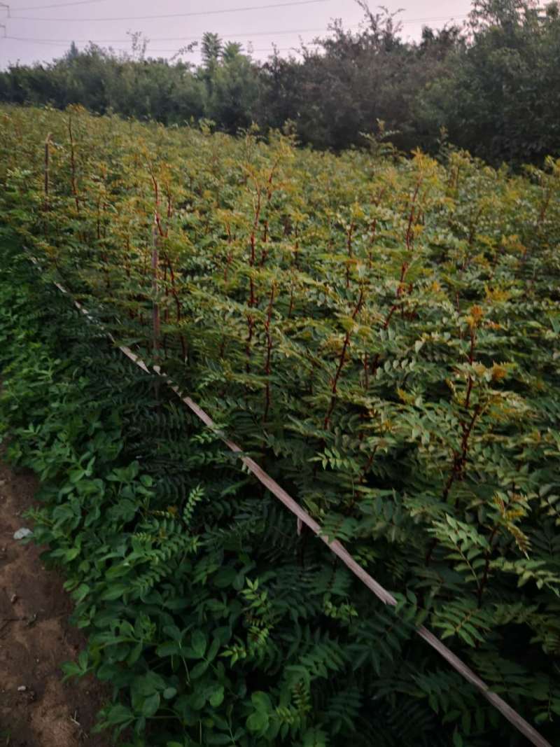 花椒苗50~80cm规格齐全基地批发直供