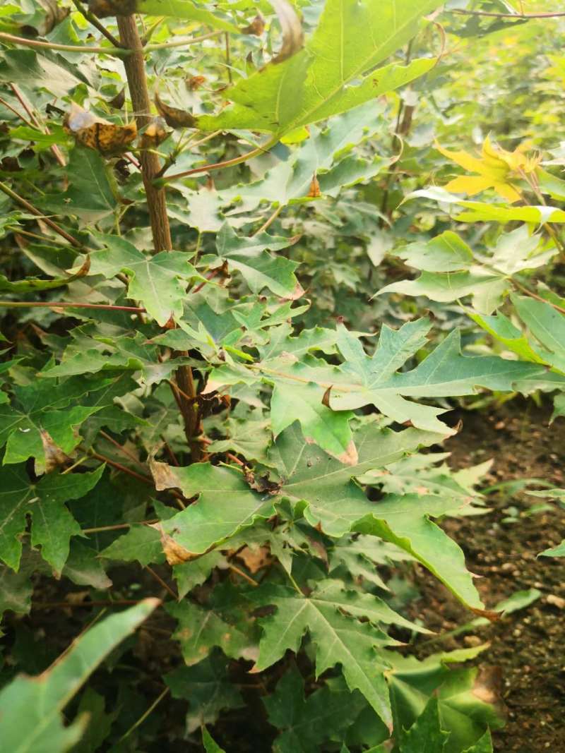 五角枫树苗50~80公分地苗成活率高，死苗免费补发