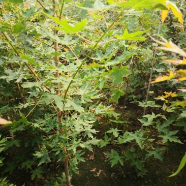 五角枫树苗50~80公分地苗成活率高，死苗免费补发
