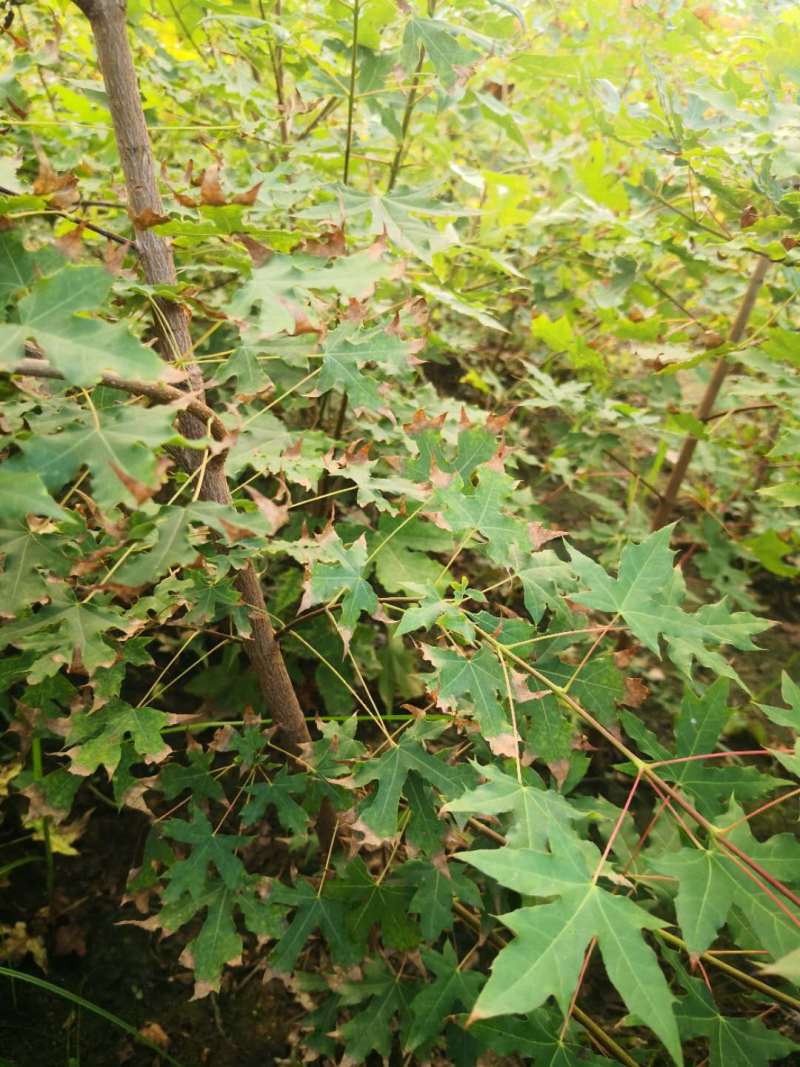 五角枫树苗50~80公分地苗成活率高，死苗免费补发