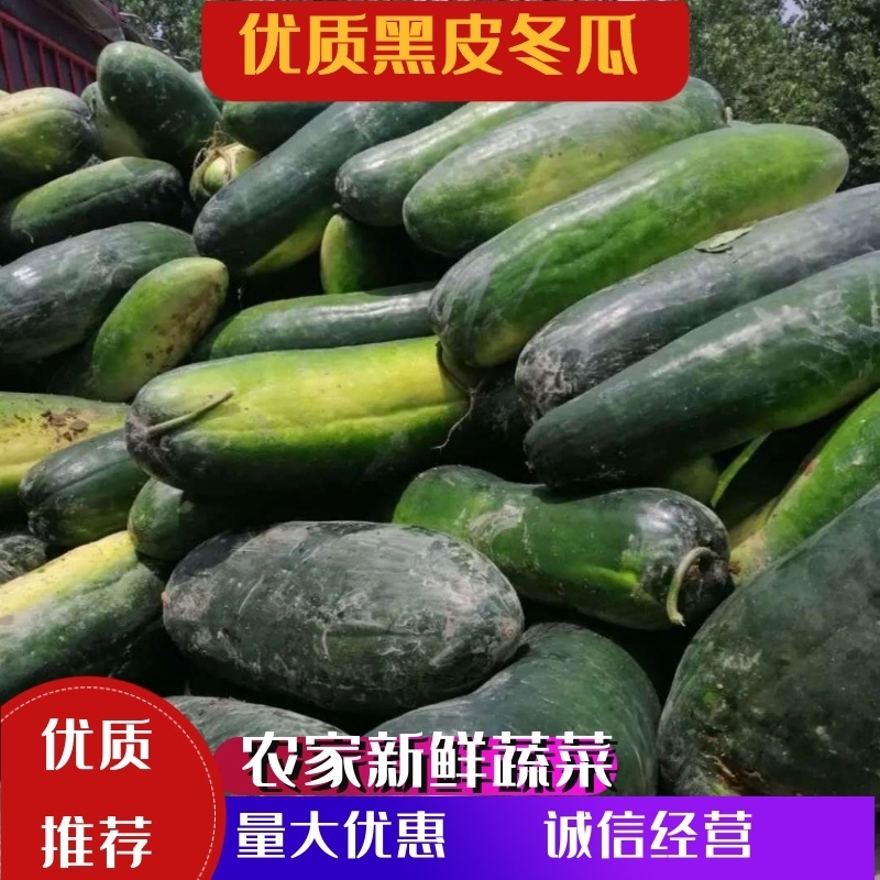 湖北黑皮冬瓜条形好15斤以上品质保证可视频看货