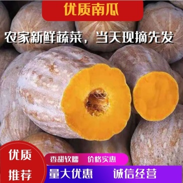 【精品南瓜】密本南瓜湖北南瓜产地直销量大从优一条龙服务