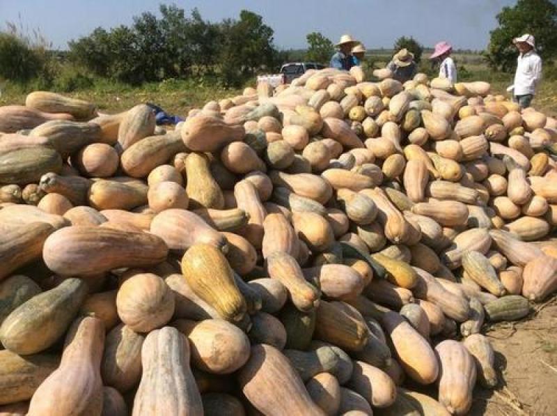 【精品南瓜】密本南瓜湖北南瓜产地直销量大从优一条龙服务