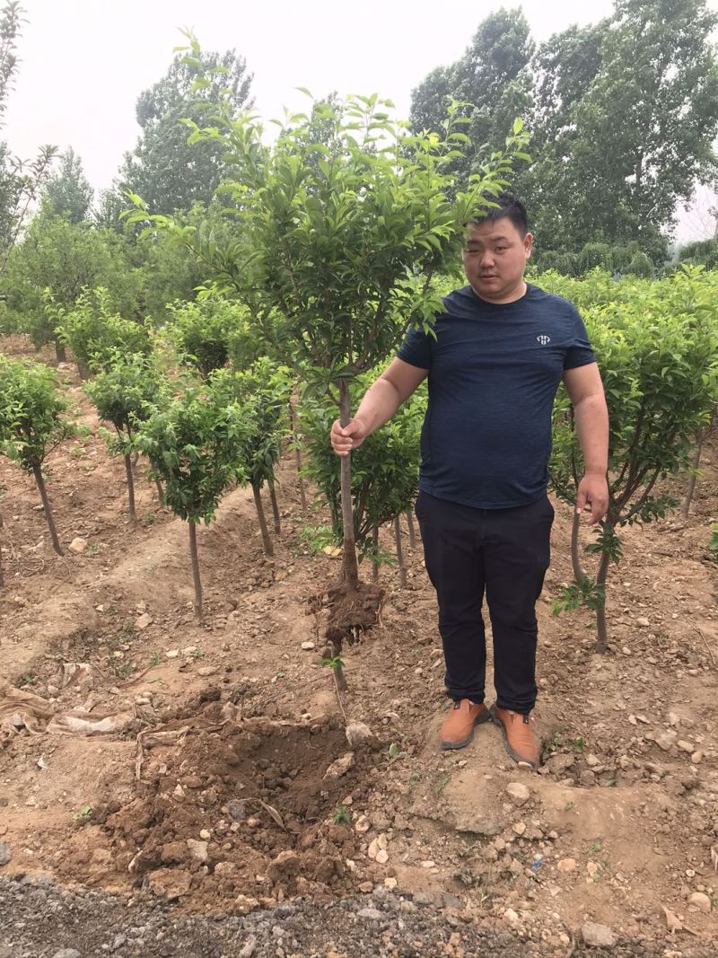 批发梅树苗皇后蓝蜜李子树苗南方北方种植果树苗当年结果苗