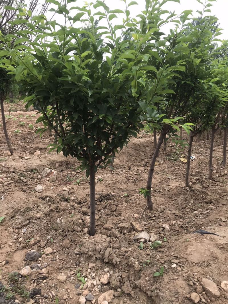 批发梅树苗皇后蓝蜜李子树苗南方北方种植果树苗当年结果苗