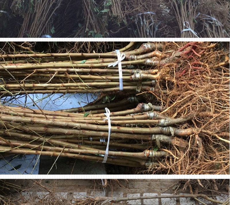 批发梅树苗皇后蓝蜜李子树苗南方北方种植果树苗当年结果苗