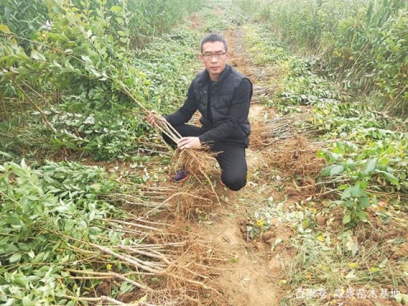 新品种夜玫瑰李子树苗嫁接杏李树苗李子苗南北方种植