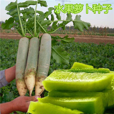 潍县青水果萝卜种子潍坊萝卜种子生吃沙窝萝卜种子高产甜脆