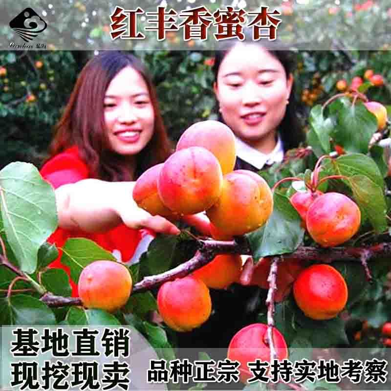 批发嫁接杏树苗红杏珍珠油杏特大脆甜凯特杏子苗盆栽地栽