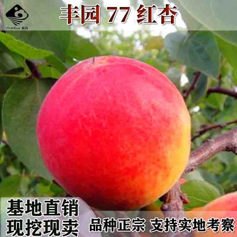 批发嫁接杏子果树苗木红杏树苗丰园77杏树苗红杏苗
