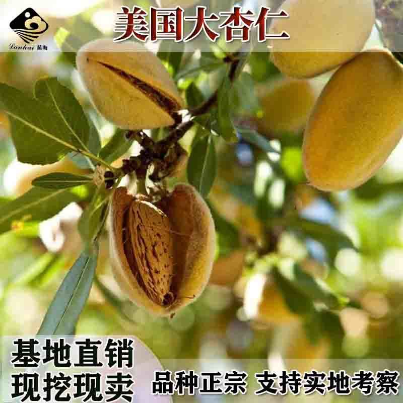 批发嫁接杏子果树苗木红杏树苗丰园77杏树苗红杏苗