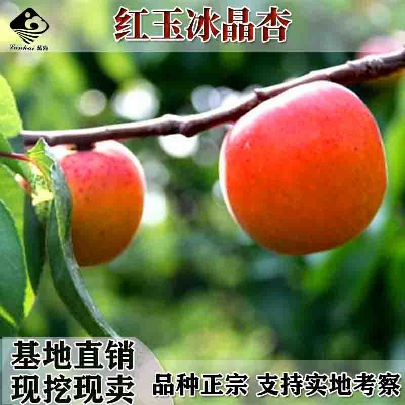嫁接甜杏树苗红玉冰晶高糖杏苗嫁接杏子树苗红玉冰晶杏苗
