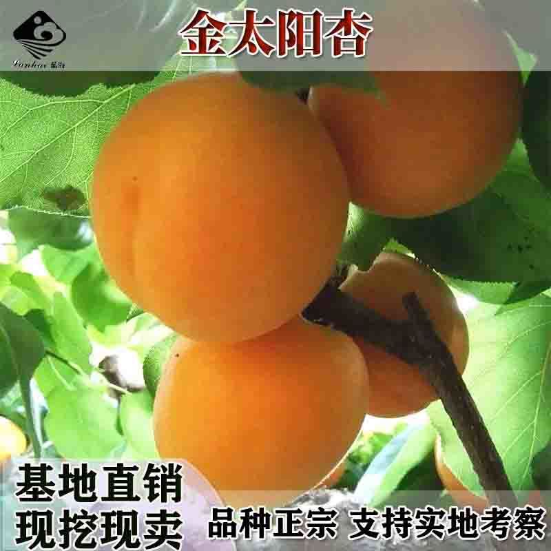 批发杏树苗金太阳杏子苗树苗嫁接特大早熟香白杏子苗当年结果
