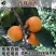 批发杏树苗金太阳杏子苗树苗嫁接特大早熟香白杏子苗当年结果