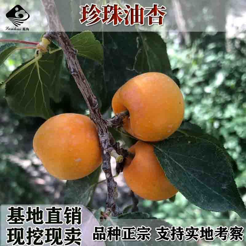 批发杏树苗金太阳杏子苗树苗嫁接特大早熟香白杏子苗当年结果