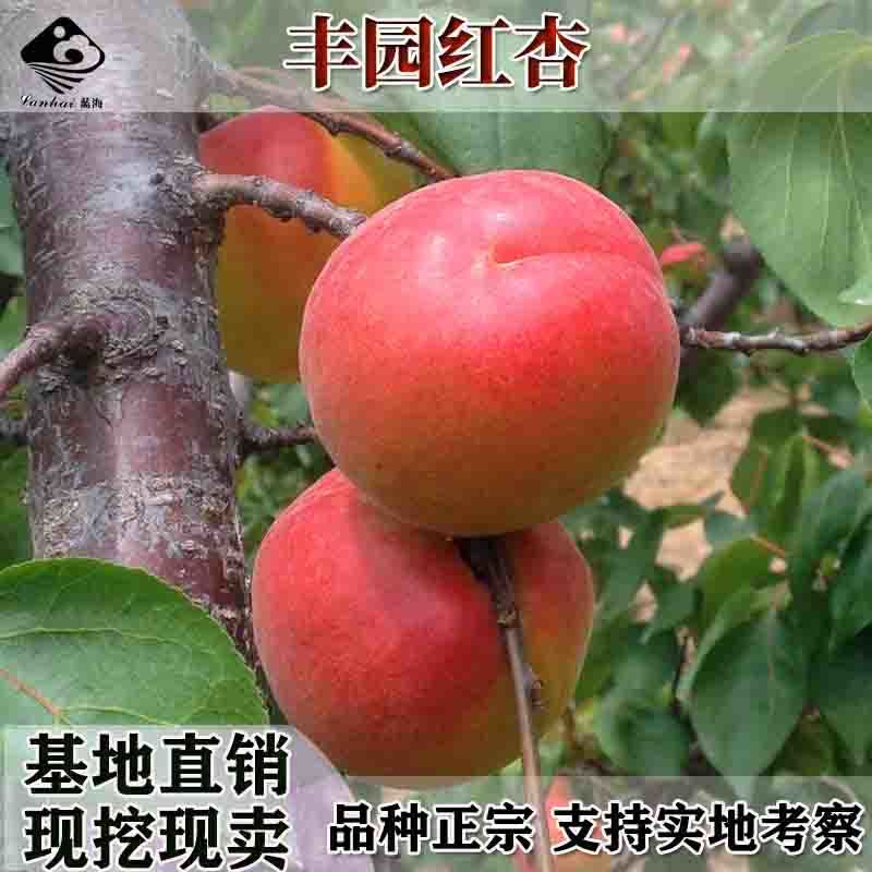 批发杏树苗金太阳杏子苗树苗嫁接特大早熟香白杏子苗当年结果
